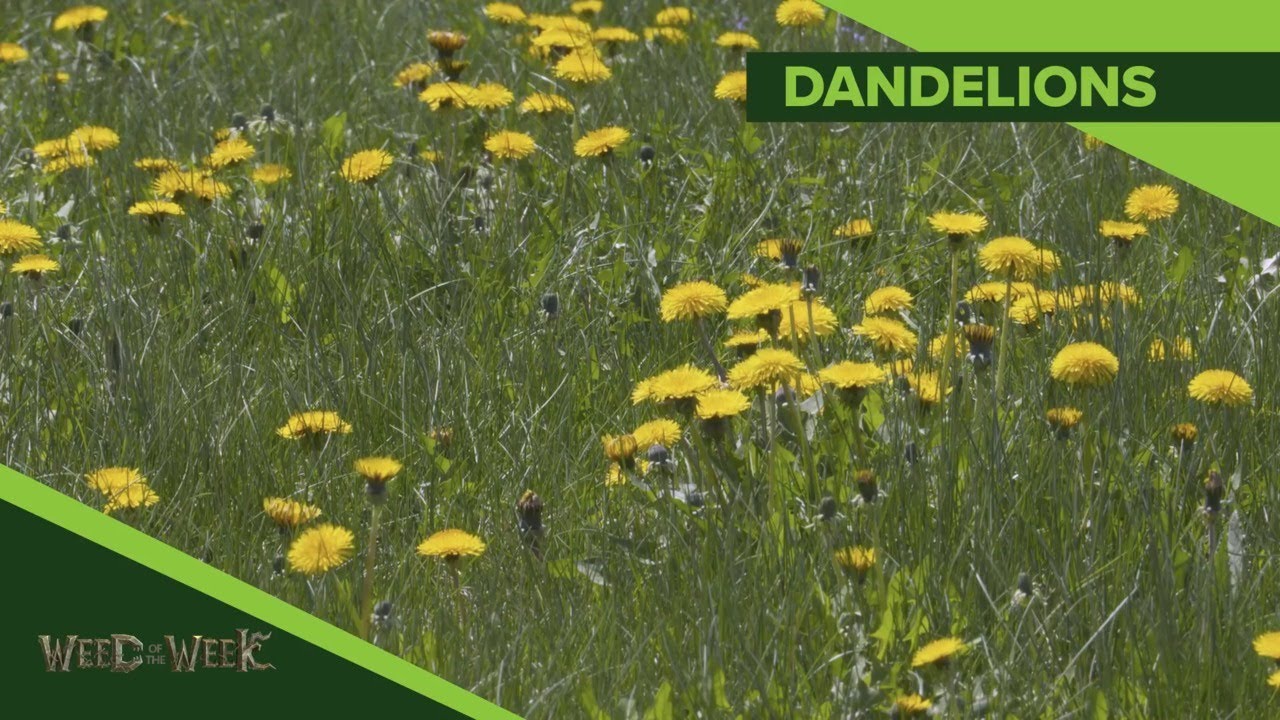 Weed of the Week #1146 Dandelion (Air Date 3-22-20)