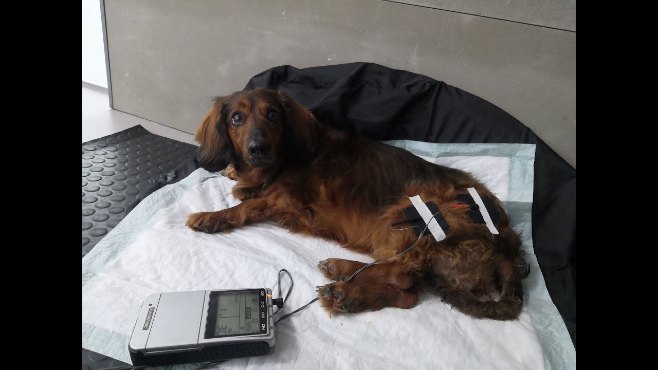 Rehabilitación veterinaria de lesión medular sin sensibilidad profunda