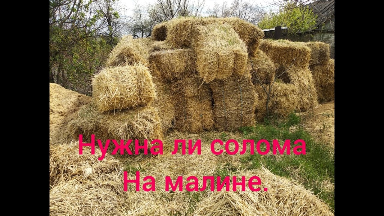 Нужно ли мульчировать соломой малину.
