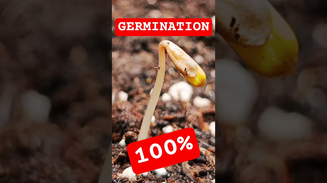 Kalashnikov Seeds successfully sprouted...start of the first Vegetation Phase with 250W | Day 0