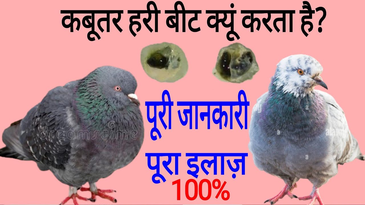 कबूतर हरी बीट क्यूं करता है? ।। पूरी जानकारी, पूरा इलाज़।।  @Muffin Crsuperpigeon