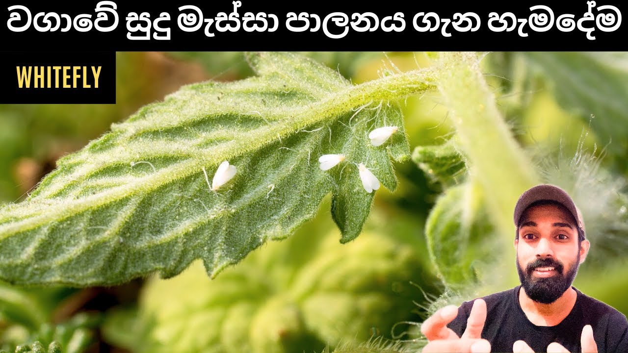 04.කරවිල වගාවේ වෛරස් රෝග පාලනයට සුදු මැස්සා පාලනය.