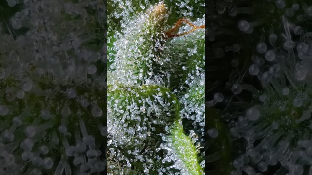 Trichomes of the Cannabis Sativa plant under high magnification!