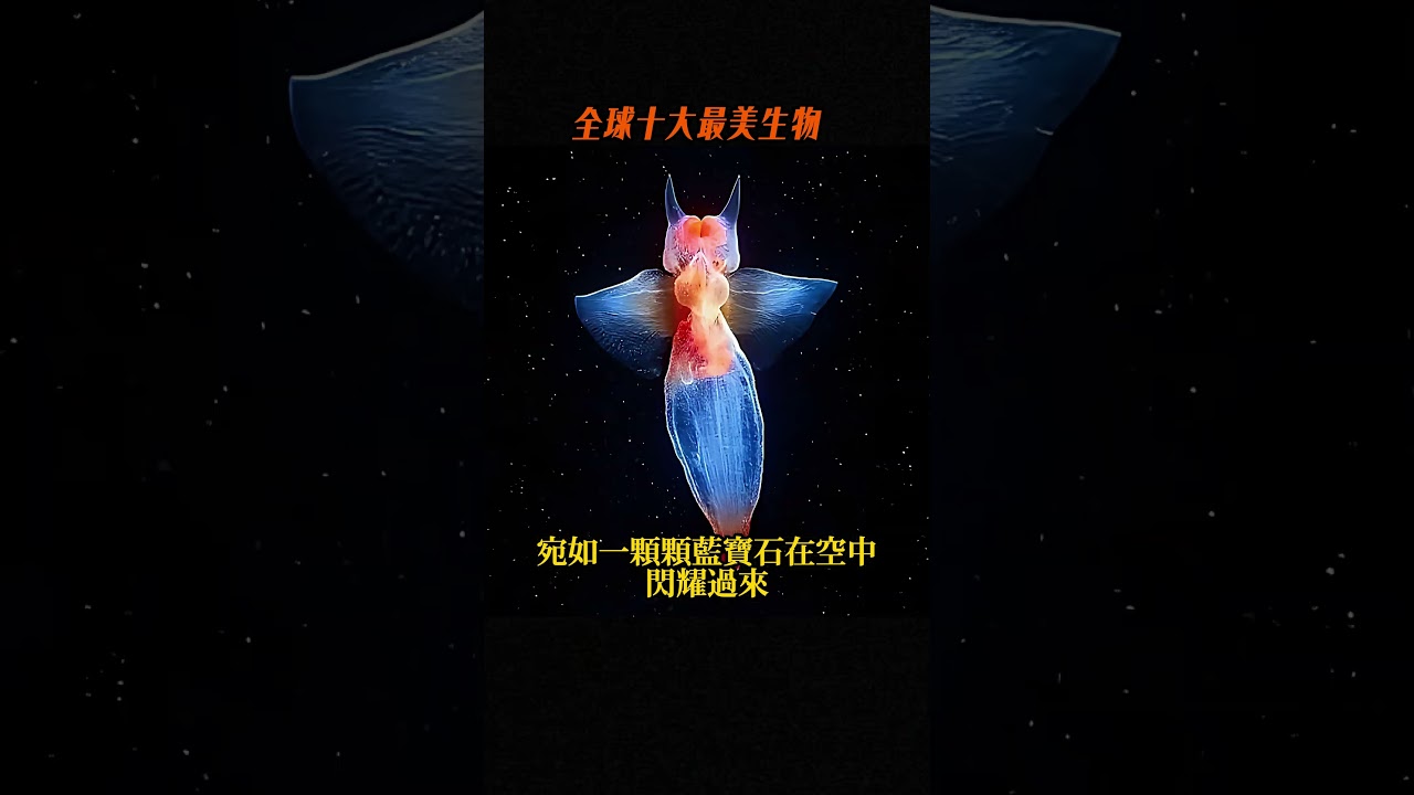 全球十大最美生物，裸海蝶只能排第六，第一名太美麗被稱為海底霓虹燈#世界之最 #世界之最top #世界之最world