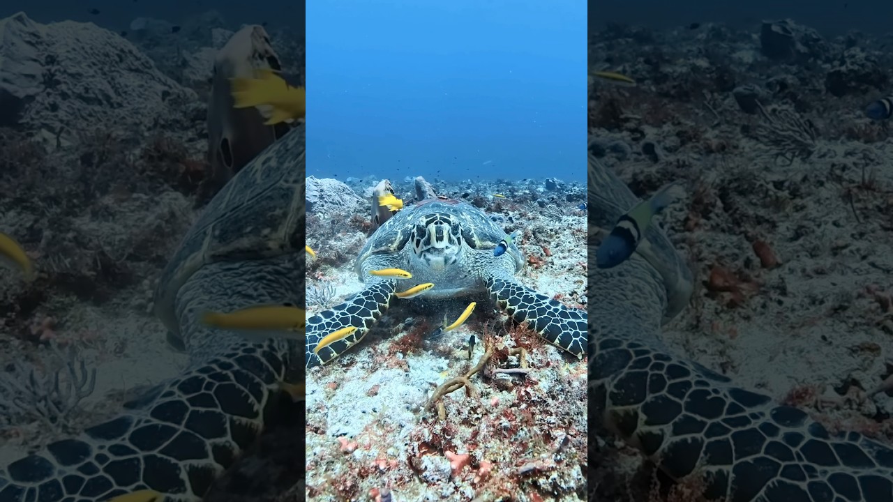 🤯Why Are So Many Fish Around This Turtle?