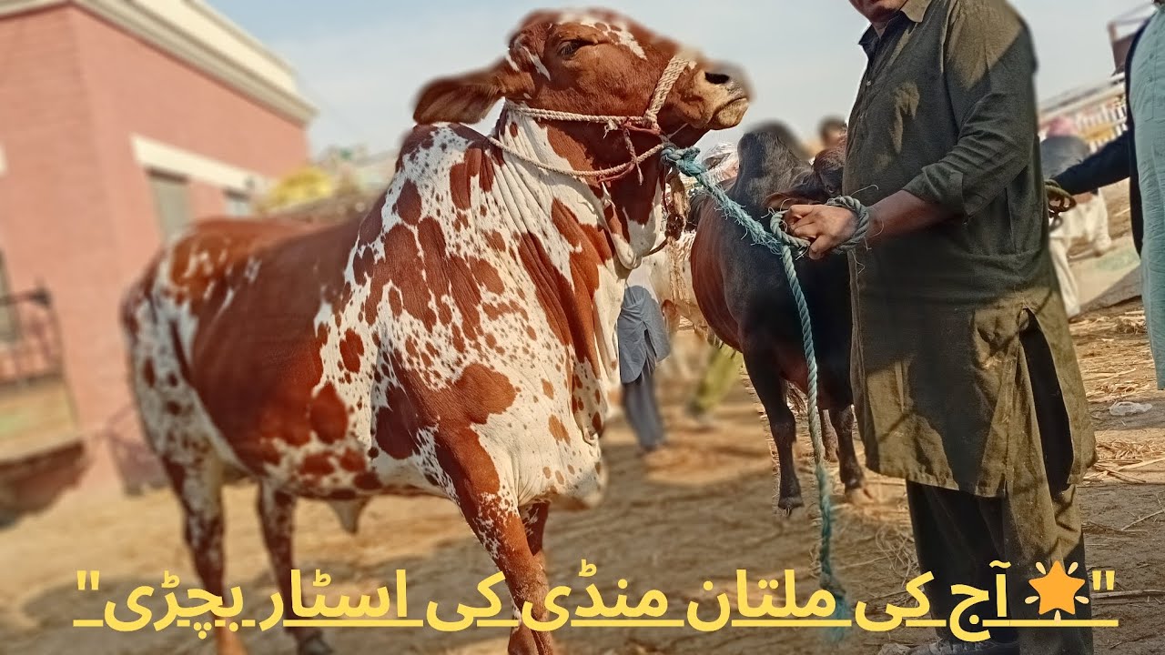 Aaj Multan Mandi Ki Star Bachri | Saturday Mandi Updates.