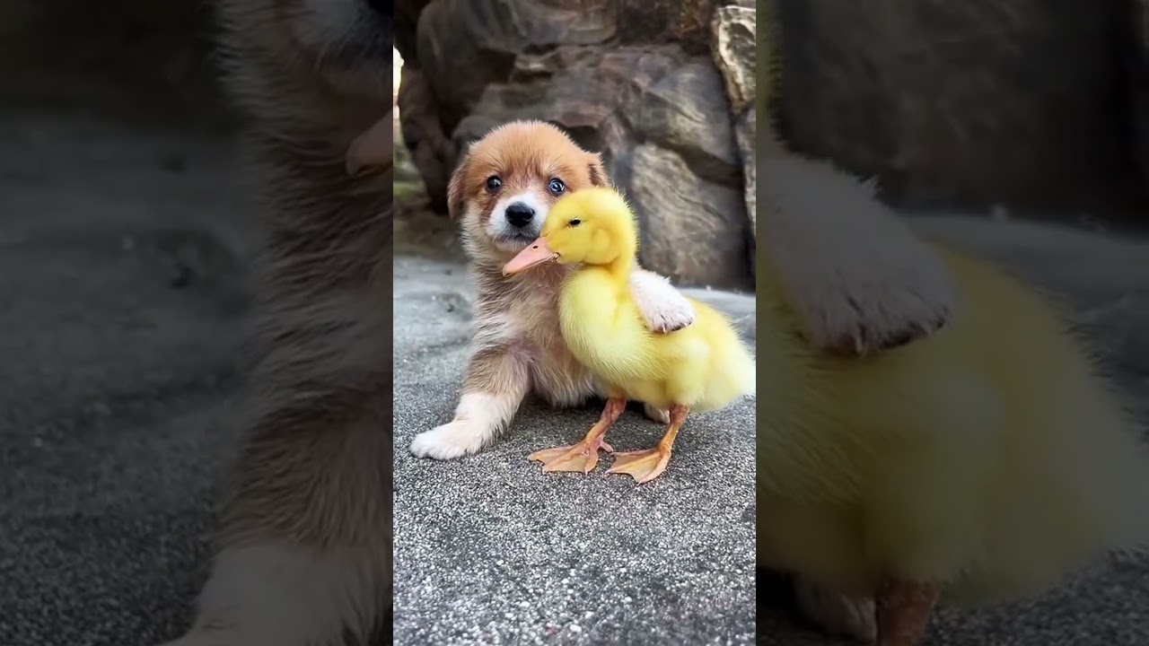 Nice friendships . A beautiful moment #2246 - #shorts