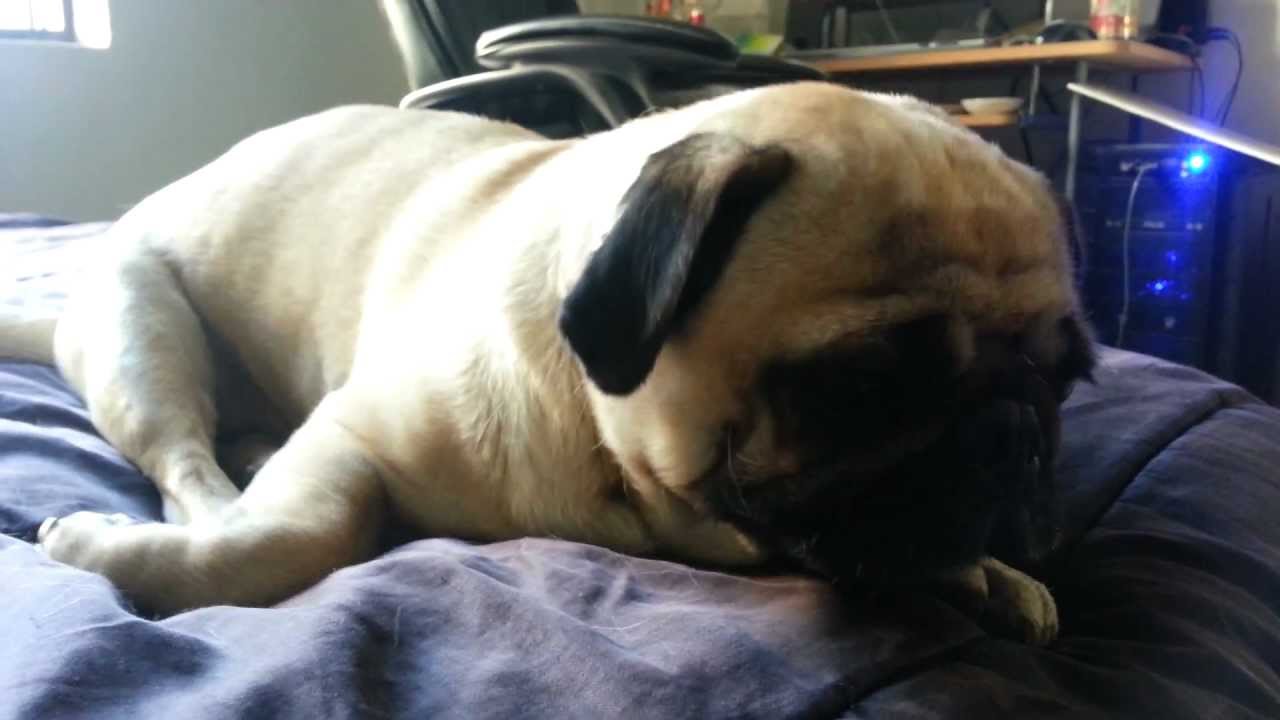 Pug dry-heaving + swallowing phlegm
