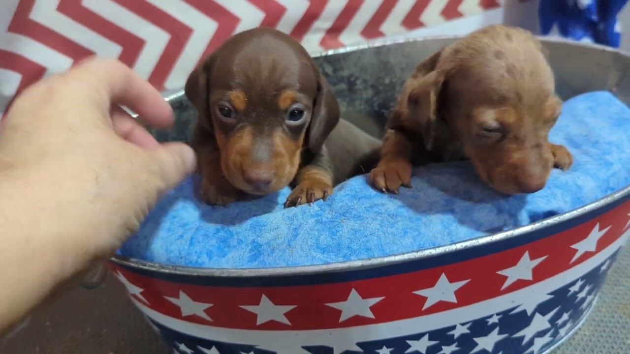 Gamora & Theta boy pups. #tnpuppies #dachshundpups