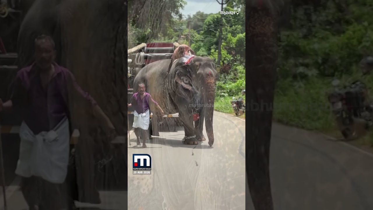 തമ്പിച്ചേട്ടന് യാത്രാമൊഴിയേകാൻ പാറുവെത്തി; കണ്ണുകൾ നിറഞ്ഞ്, തുമ്പിക്കൈ കൊണ്ട് പൂവിട്ട് മടക്കം