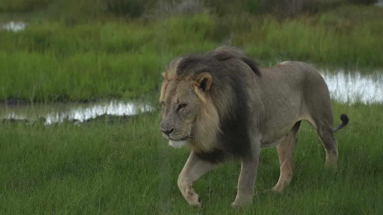 South Afrika Qwabi Private Game Reserve and Pitse Lodge Welgevonden