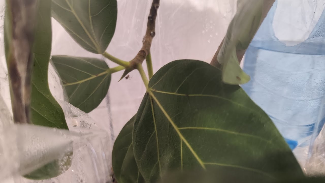 Bonsai z Fikusa Bengalskiego! Potwór na skale 😵😉