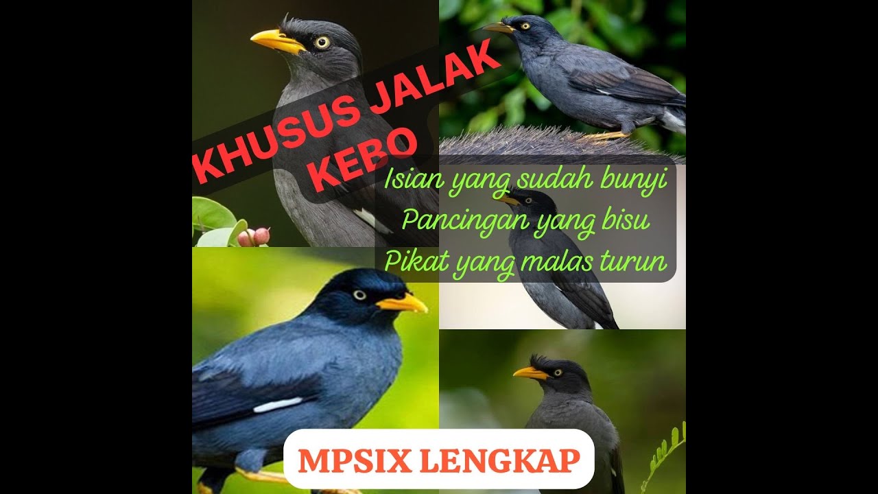 ISIAN MEWAH JALAK KEBO, PANCINGAN CEPAT. MATERI MEWAH, DURASI PANJANG LENGKAP MPSIX