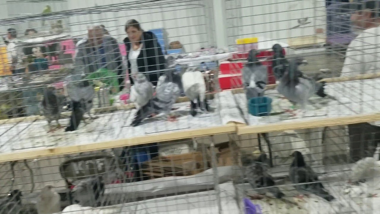 2019 Pigeon And Bantam Swap