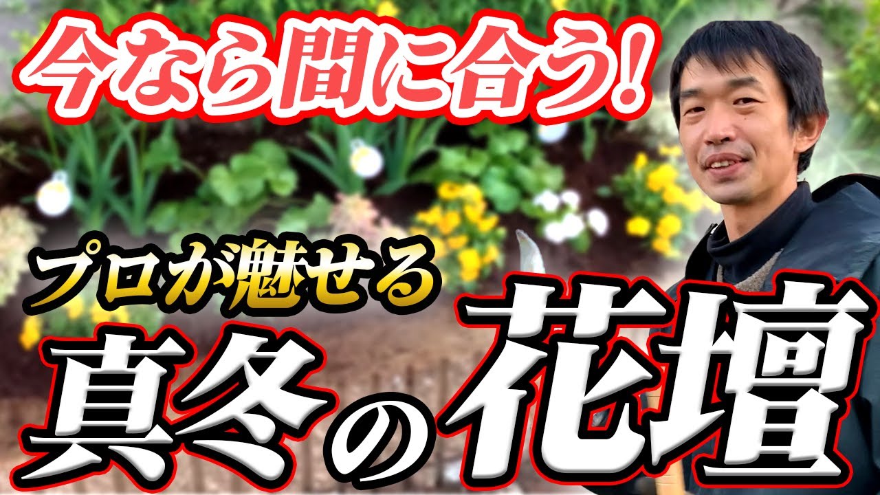 【冬のガーデニング】季節を彩る&Prime;厳選植物&Prime;！誰でも簡単！冬の花壇作りのコツ教えます！【初心者向け】【園芸店】【園芸チャンネル】