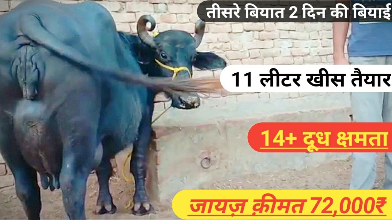 💥3RD TIMER MILK LINE BUFFALO | 11 लीटर खीस तैयार 👑14+ दूध क्षमता कीमत 72,000₹। RAJAT KHURANA🤗