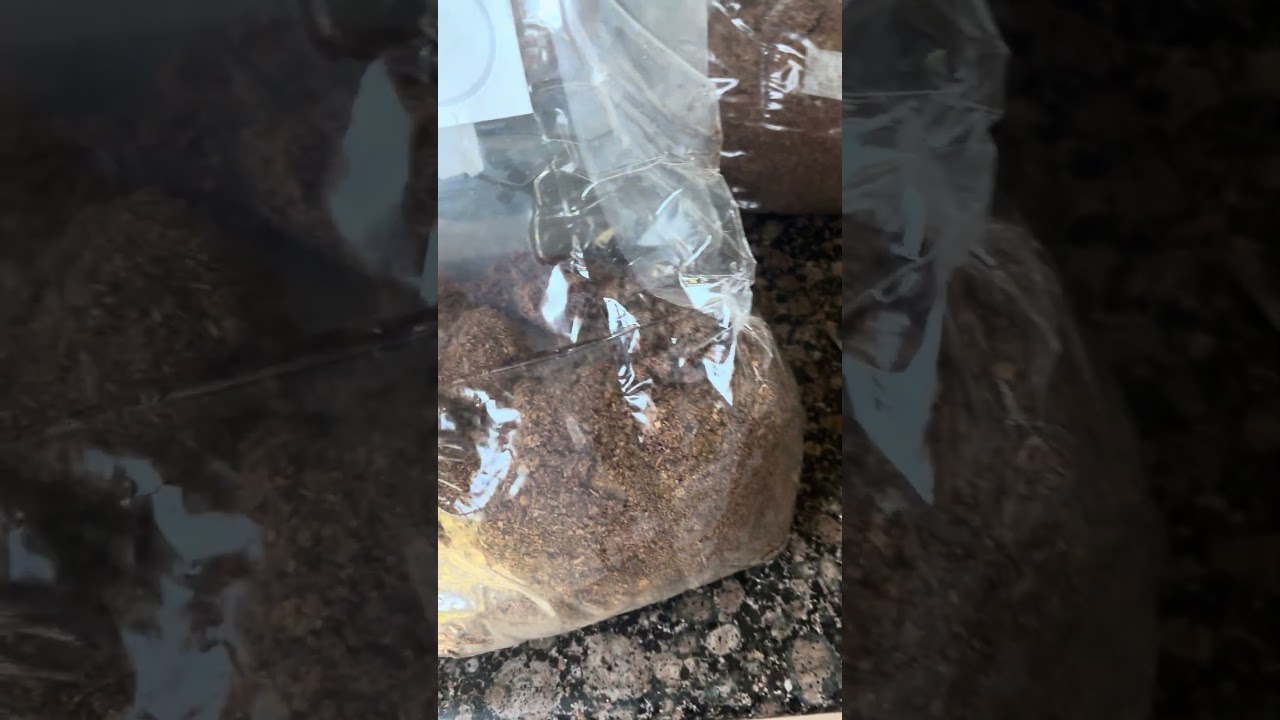 Grow Bags Update - New Seal and Break n Shake 