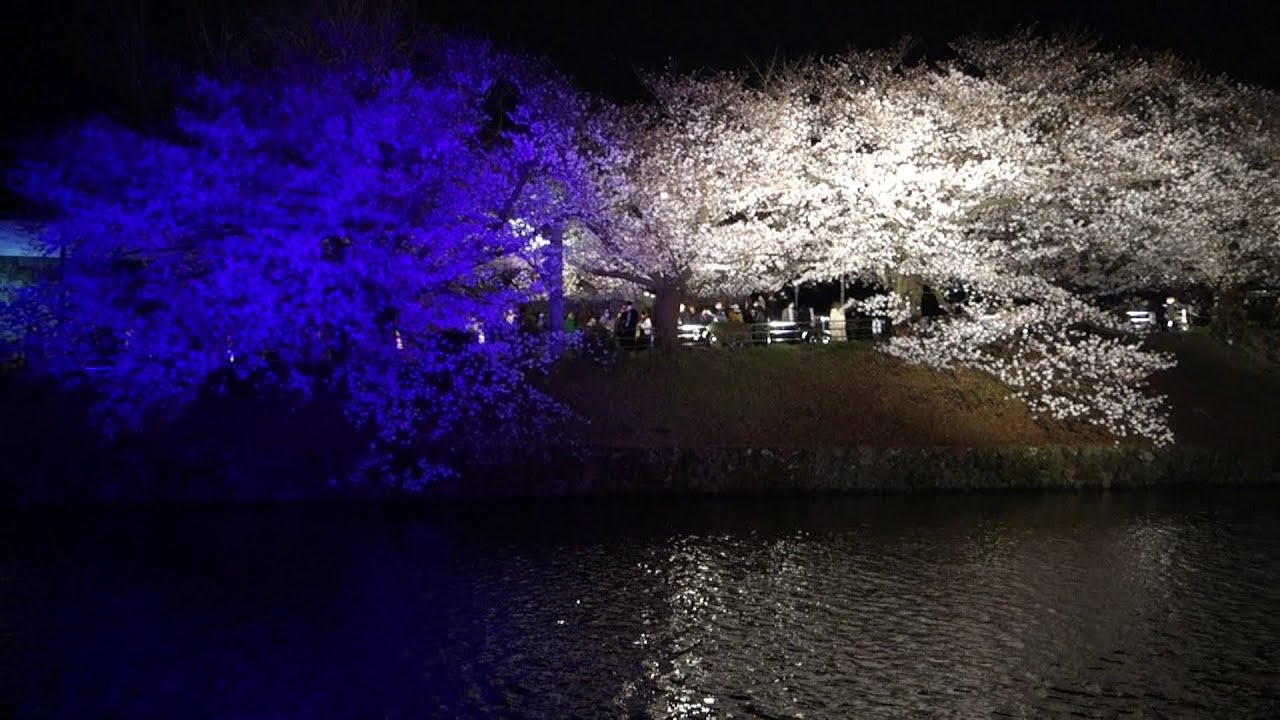 ”福岡城 さくらまつり 2022 夜桜！” - Fukuoka Castle Cherry Blossom illuminated at night