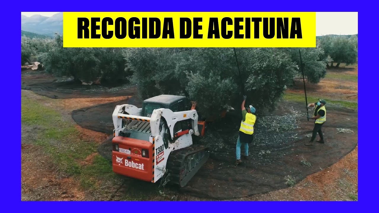 RECOGIDA DE ACEITUNA 🌳