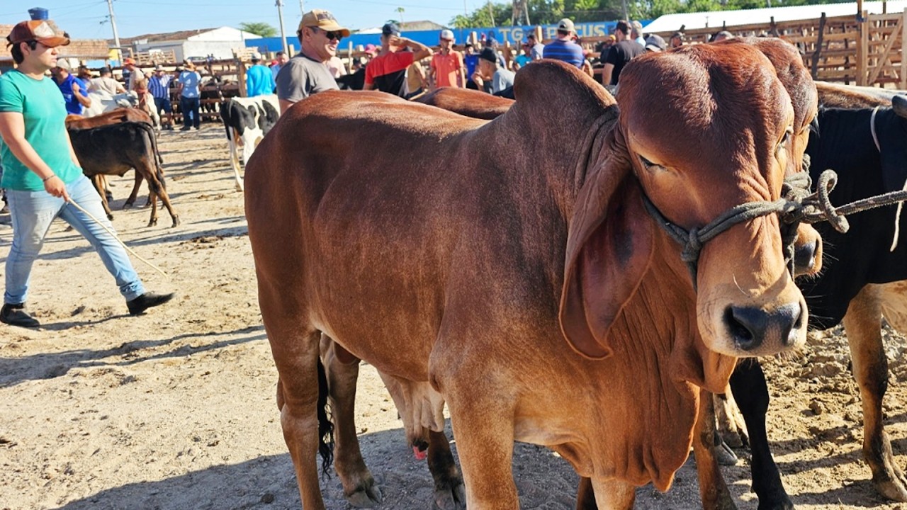 FEIRA DO GADO EM LAJEDO-PE  #nordestino