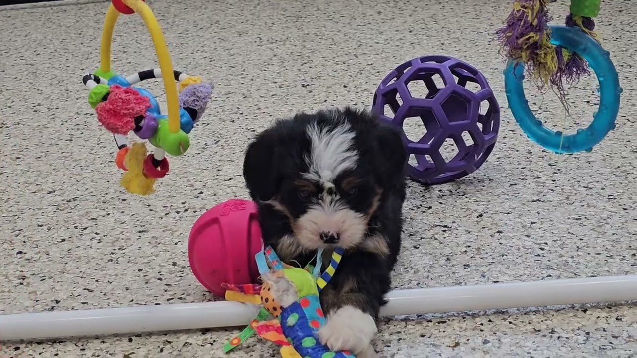 Cute Puppy Video Sabrina Mini Bernedoodle 