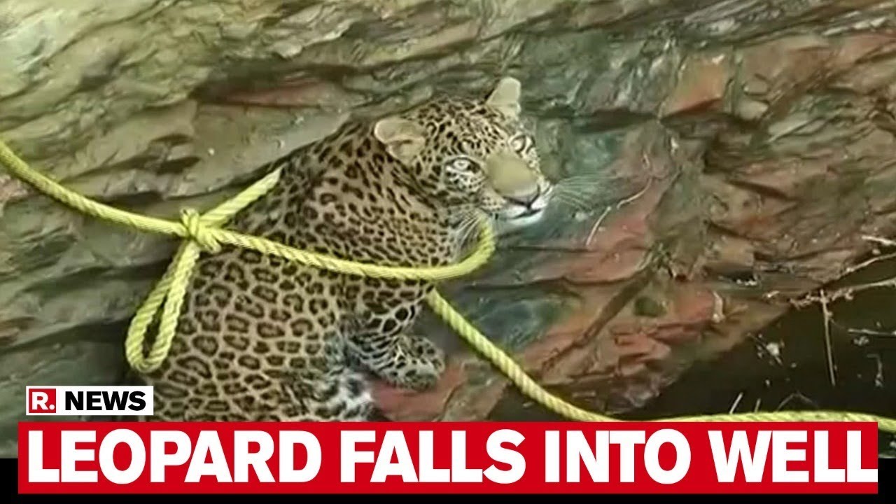 Leopard Falls Into A Well In Gujarat, Rescued By Forest Department Officials