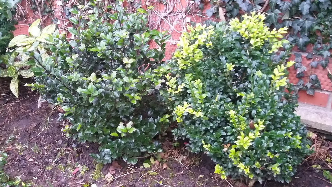 Падуб мезерва (Ilex meserveae). Вечнозелёное растение для сада.