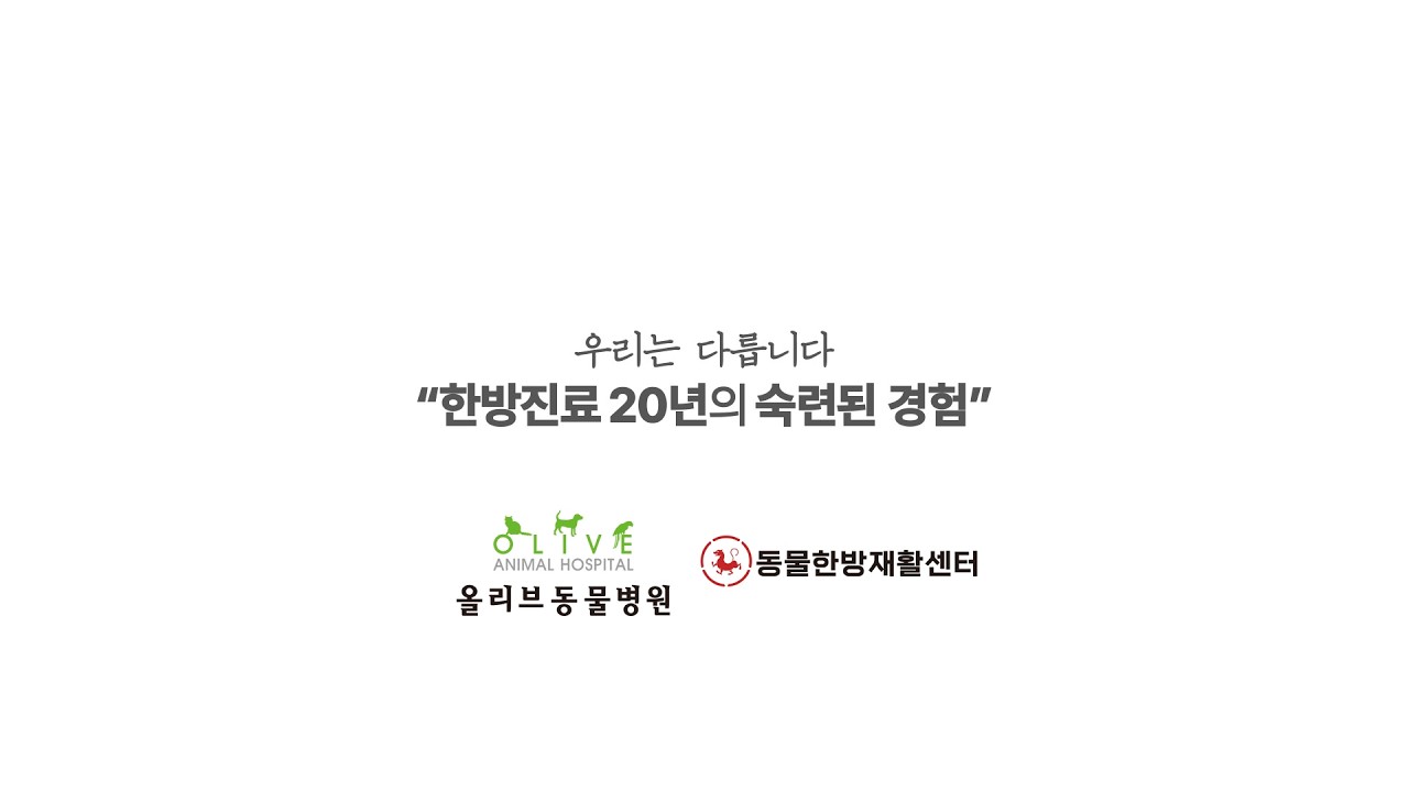 강아지 디스크 한방치료  침 한약 재활 동물병원  -  올리브동물병원