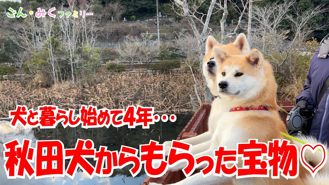 犬と暮らし始めて４年･･･ 秋田犬からもらった宝物♡　お母さんの独り言　秋田犬【ごん・みく チャンネル】