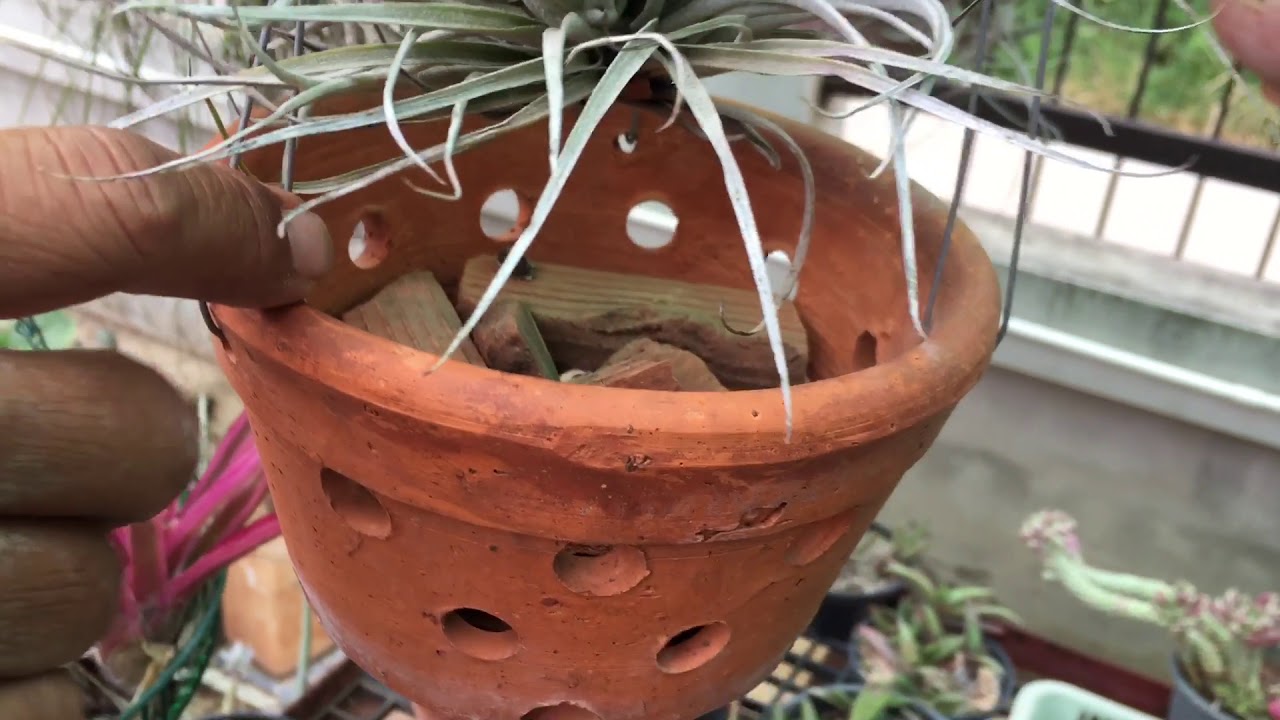 การปลูก Tillandsia