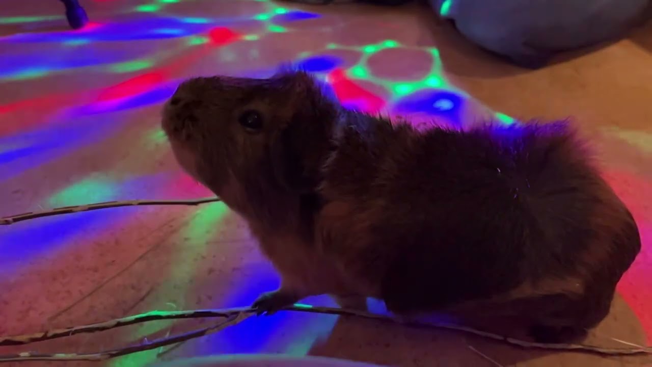 Peaflake party