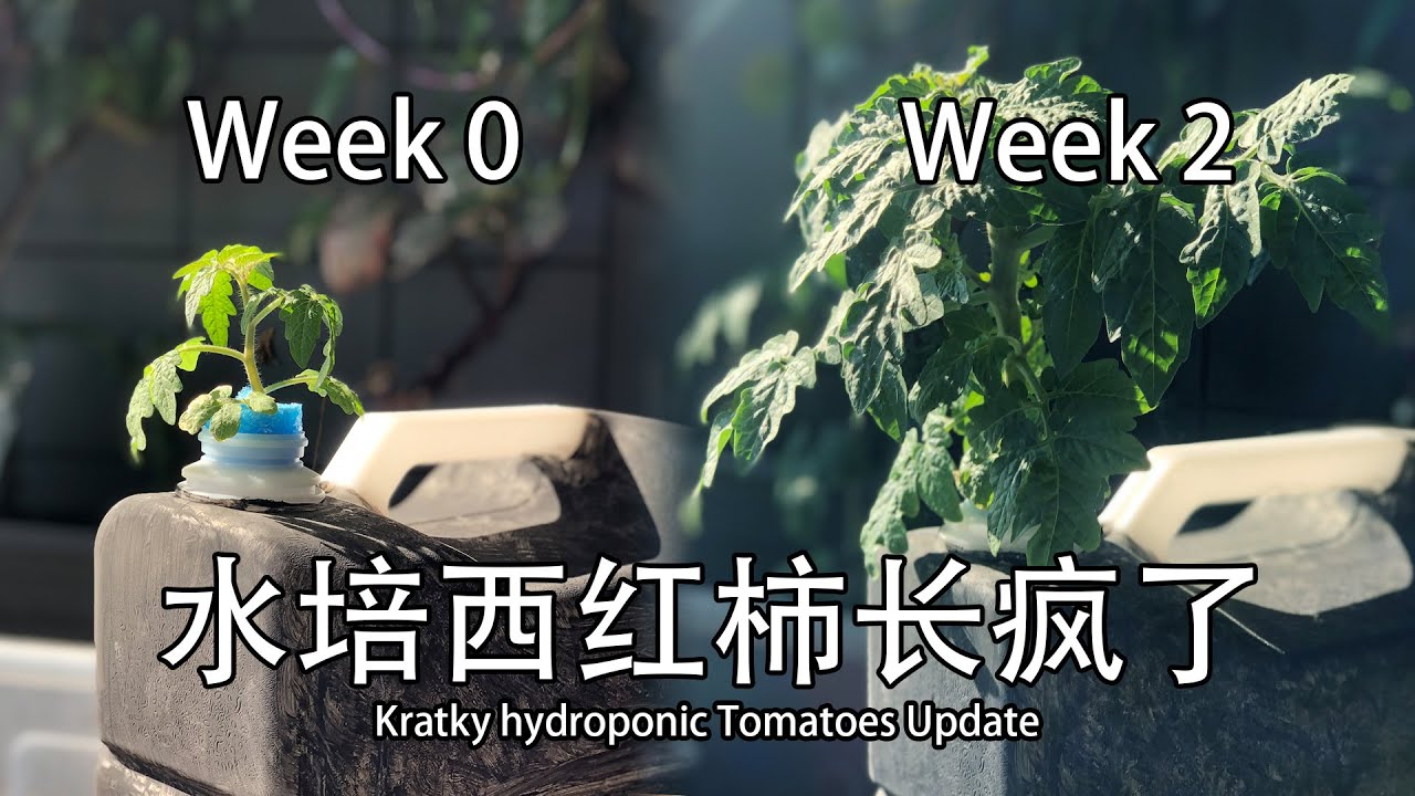 【Vlog】水培西红柿长疯了 Kratky Hydroponic Tomatoes Update 038