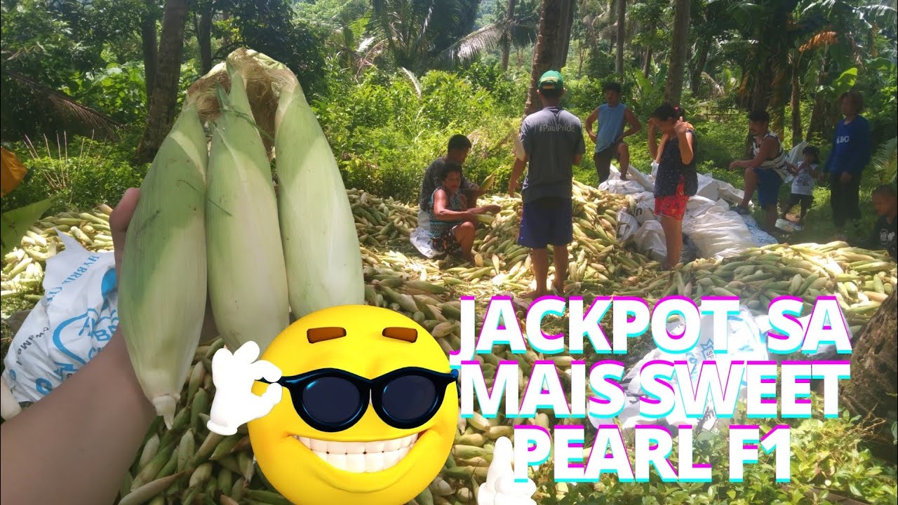 Sweet pear F1 Corn Harvesting