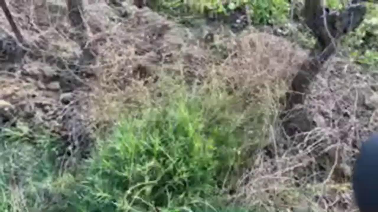 On met en route la nouvelle sarcleuse Egretier