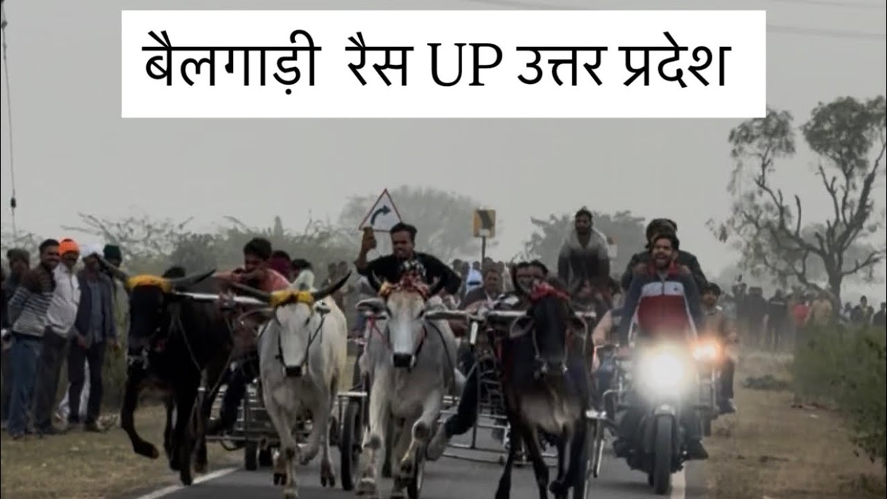 ￼ बैलगाड़ी रैस up उत्तर प्रदेश 
