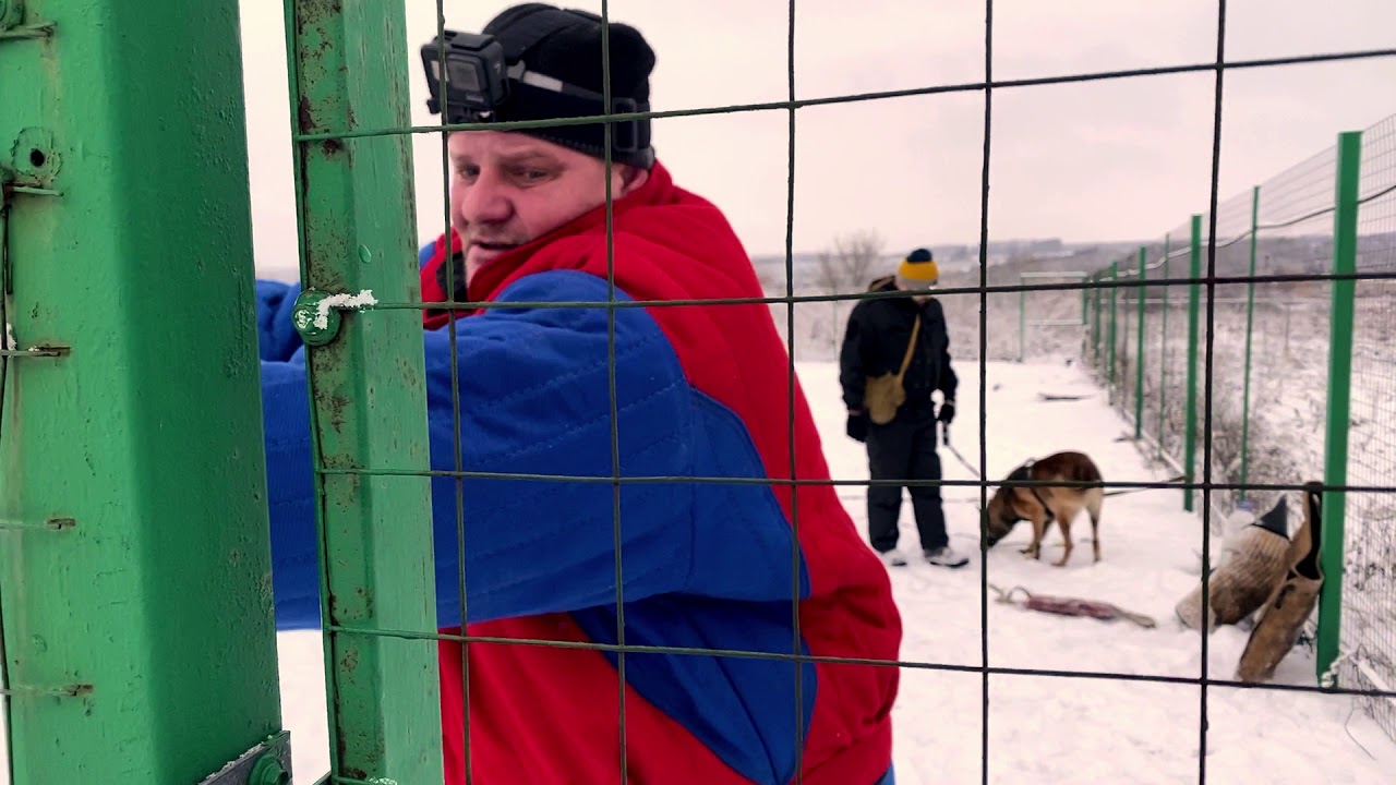 Дрессировка собак | Sport Dogs