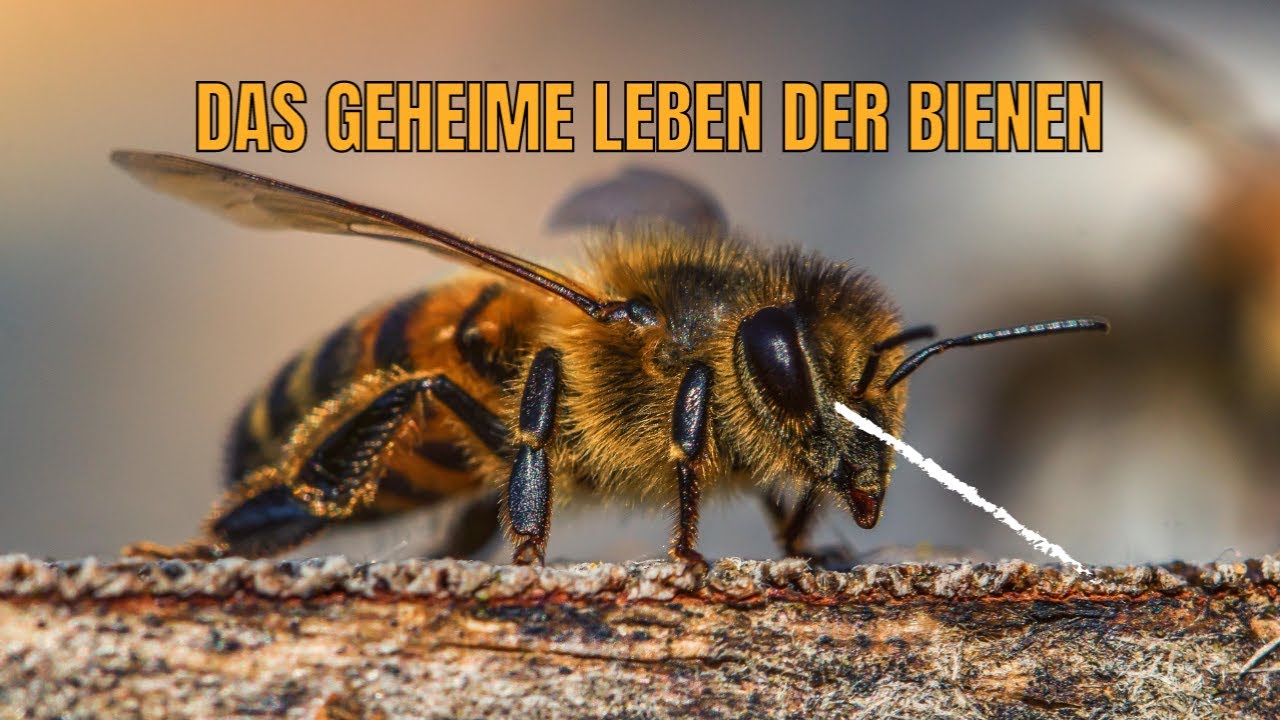 Das geheime Leben der Honig Bienen🐝🌻
