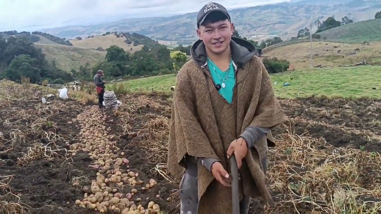 La familia Campesina y la cosecha de papa en Villapinzon Cundinamarca.