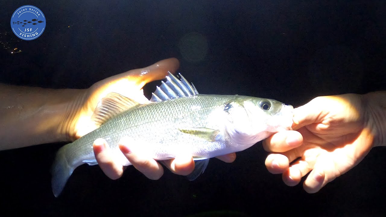 Pesca BOLOGNESE dalla SCOGLIERA ARTIFICIALE in notturna