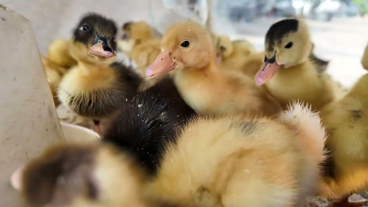 Chicks and Ducklings