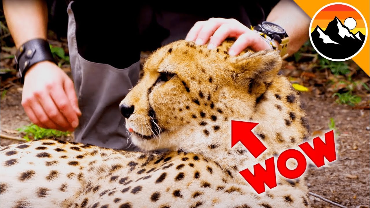Adventures With BIG CATS!