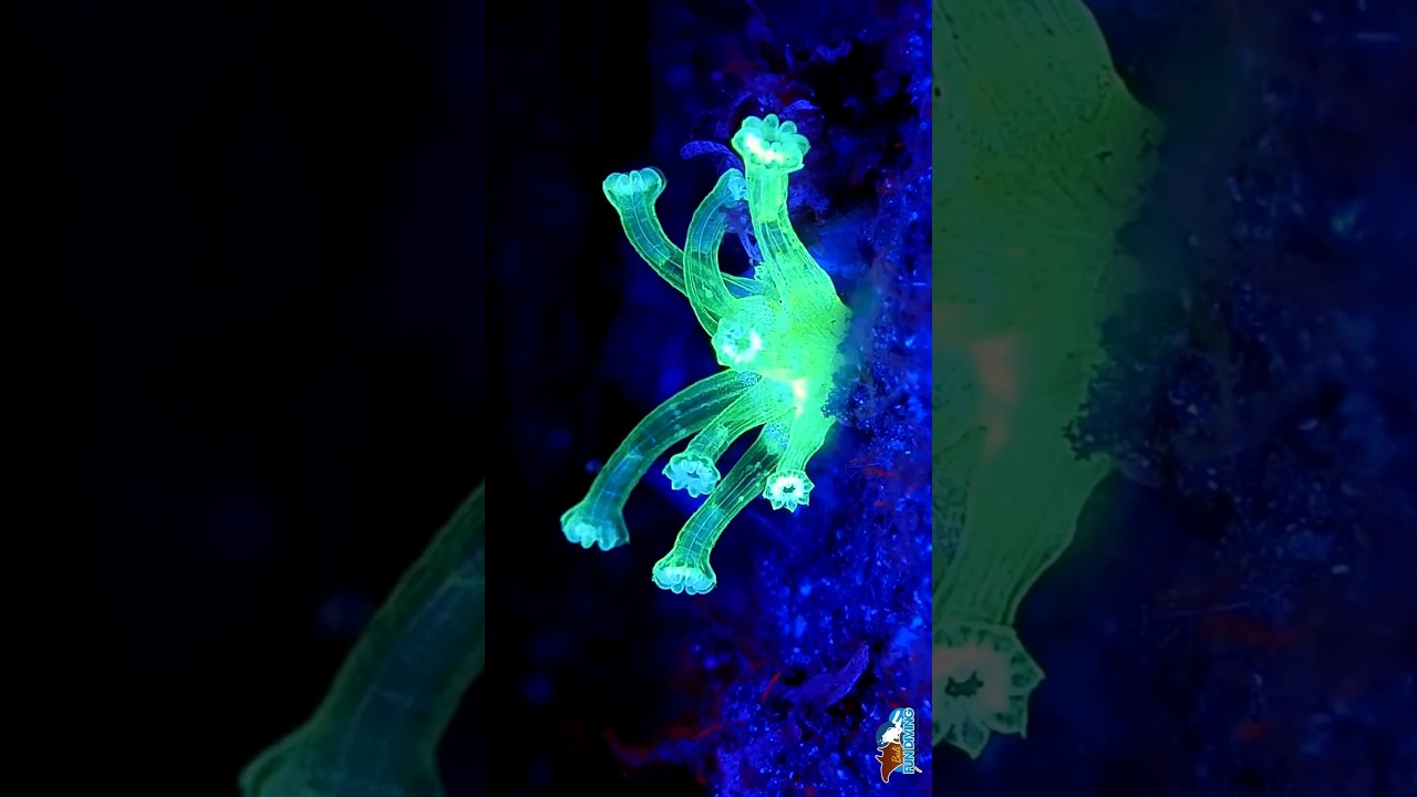 Fluorescent Dive Bali #balidive #divingtrip #fluorescence #scubadiving #bali #diving #scubadiving