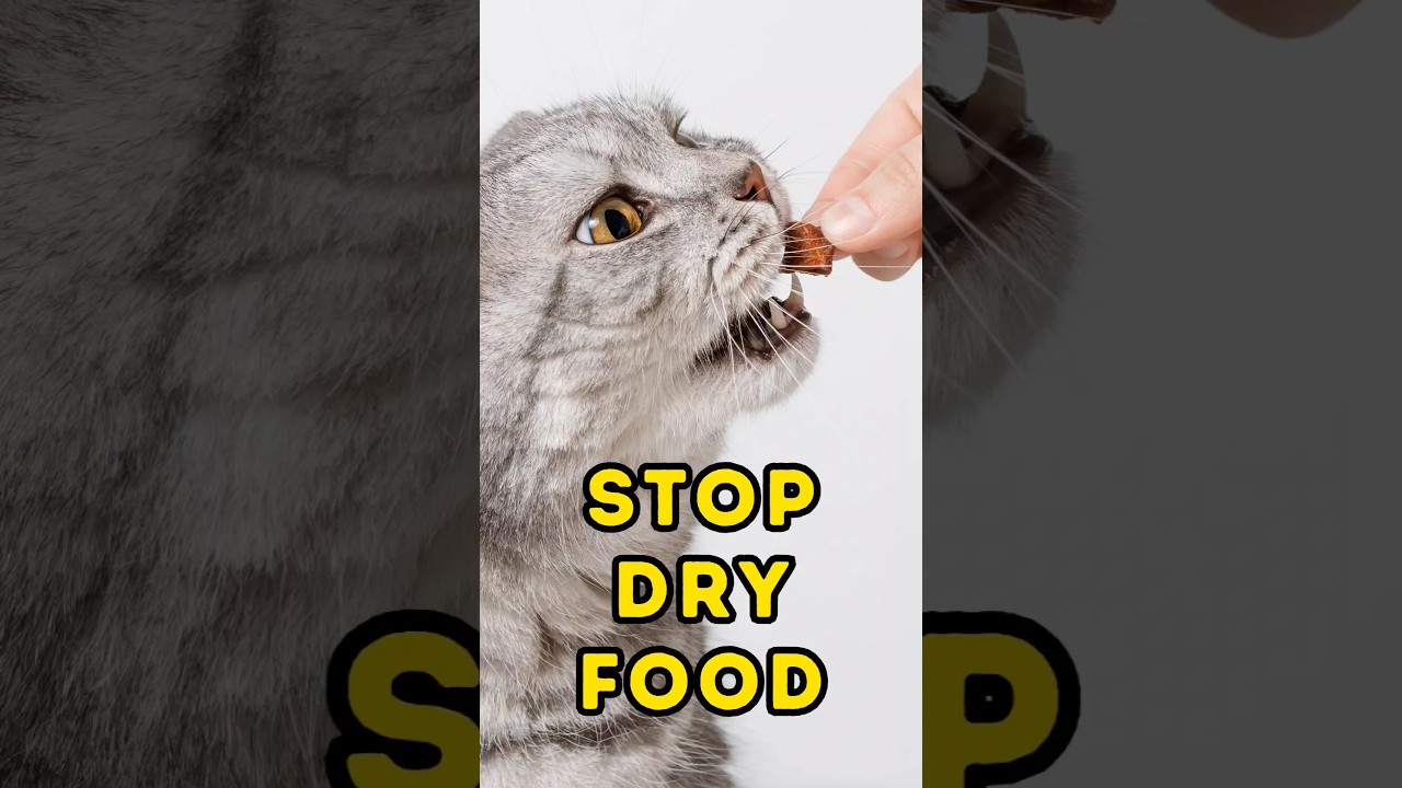 Dry food is good for cat health?