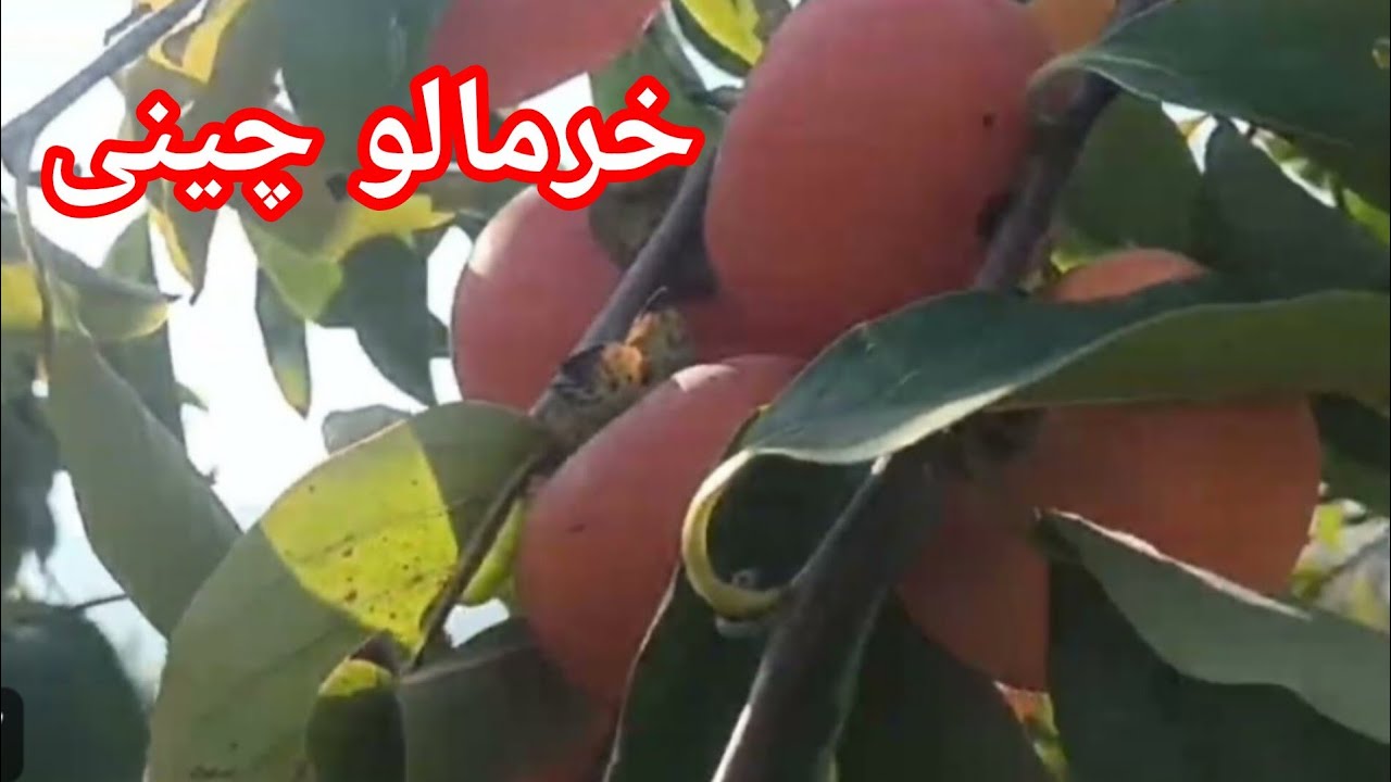 «برداشت پربار خرمالو در روستا 🍊 | از چیدن تا جعبه‌زنی و بارگیری برای بازار»🍅