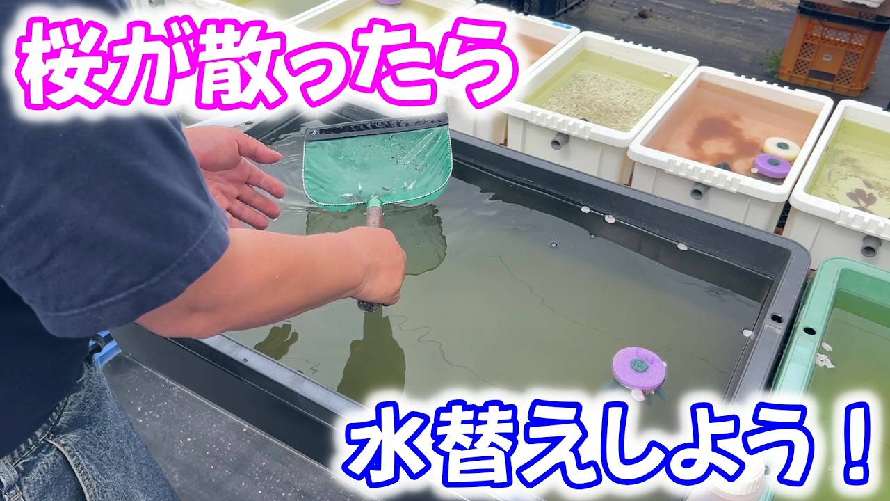 【めだか】桜の開花、落花はメダカシーズン開幕の目安かもですね。Ｂ型おやじ　2026年　4月　10日　投稿