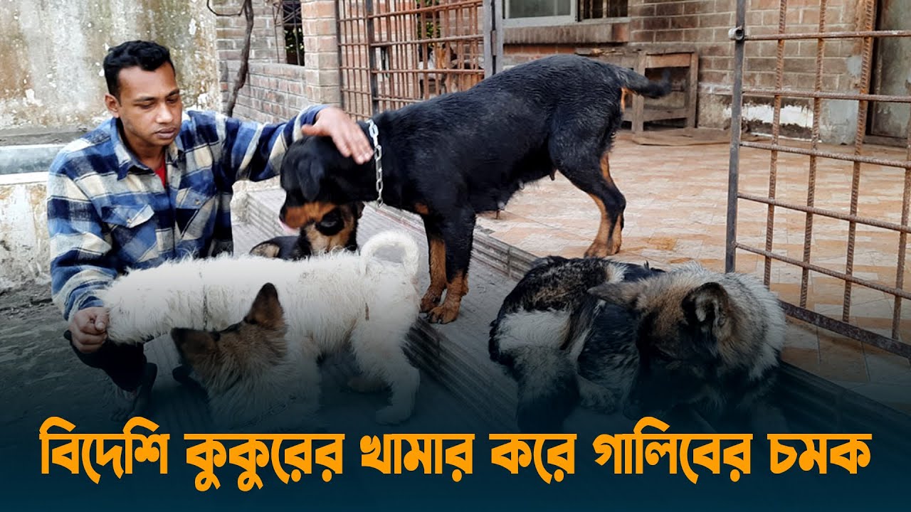 বিদেশি কুকুরের খামার করে খুলনার গালিবের চমক | Khulna | Dog Farm | Dhaka Post