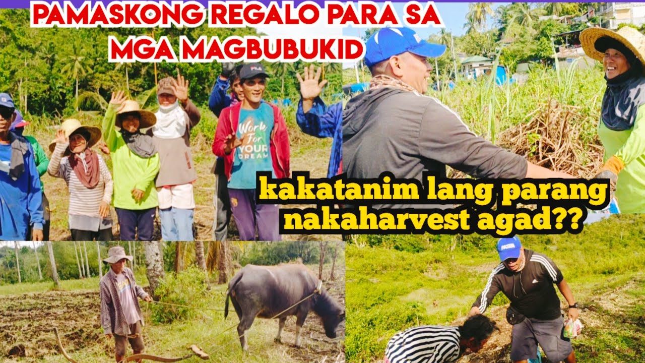 PAMASKONG HANDOG PARA SA MGA MAGBUBUKID! KATATANIM LANG PARANG NAKAHARVEST AGAD?? 🎄🎄🎄