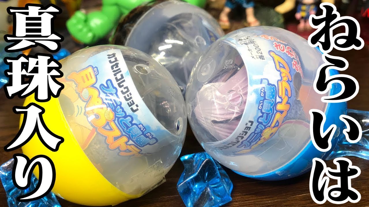 真珠入りの特大アコヤガイを狙う！貝ガチャガチャ開封レビュー