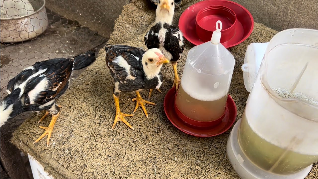 ALIMENTAÇÃO É SUPLEMENTOS PARA SUAS AVES FICAREM FORTES E SAUDÁVEIS! 