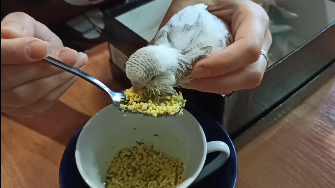 Отсадили птенцов ВВП. Кормим с ложки!
